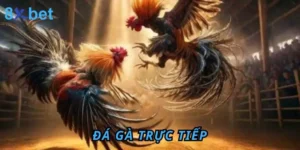 Đá gà trực tiếp